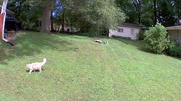 Cat attacked by Mockingbird