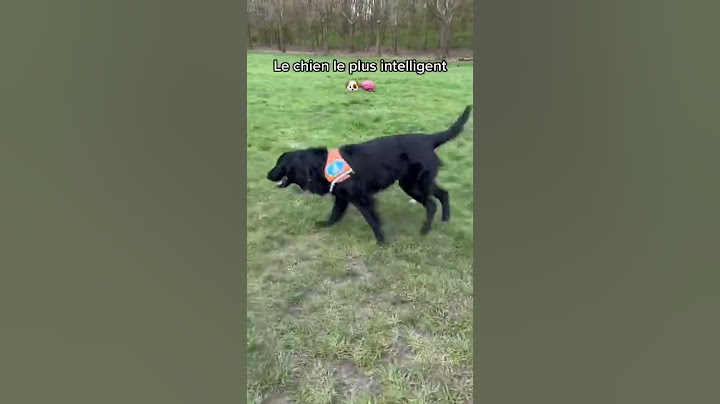 L’intelligence du chien 🐶🧠 #chien #educationcanine #intelligence