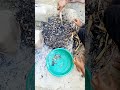 poojari ji ne pooja karne se kiya mna#shorts #minivlog #asthavillagelife