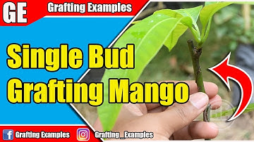 Mango Tree: Single Bud Grafting Method On Mango Tree