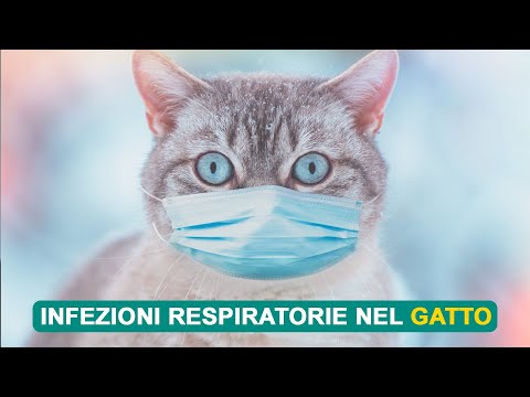 Video: Infezioni respiratorie superiori in gatti e gattini