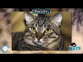 Dragon Li 🐱🦁🐯 EVERYTHING CATS 🐯🦁🐱 の動画、YouTube動画。