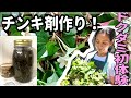 独特の香り！ドクダミ初収穫＆チンキづくりにチャレンジ