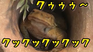 Have you ever seen a toad croaking while feeding?鳴きながら餌を食べる蛙を見たことありますか？