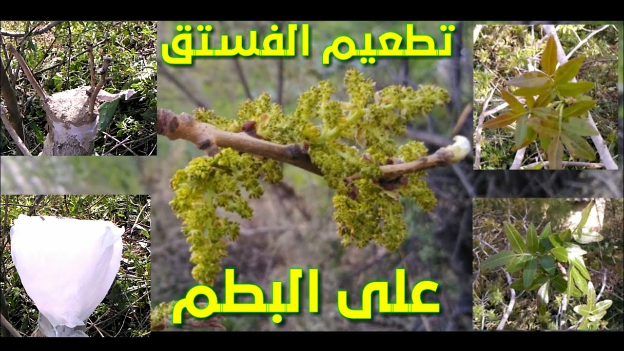 فيديو -2- تطعيم الفستق على البطم Pistachier