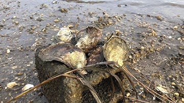 Oyster Harvesting on Long Island in the dead of Winter