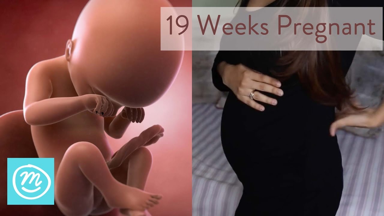 19 неделя 2023. Вторая беременность 19 недель. 19 Недель беременности видео. 19 Недель беременности фото.