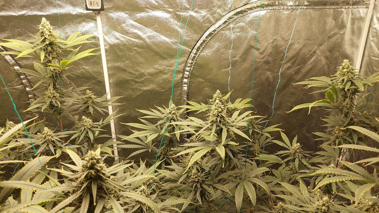 (18 +age Content)  500w Mars Hydro Grow 3 Gold Leaf phenotype #10. Day 40 in flower.  12/19/2021