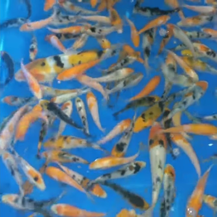 Jual Ikan KOI Ukuran 5cm, 10cm, 15cm