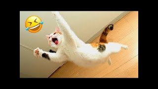 Funniest Animals 2024  New Funny Cats and Dogs Videos