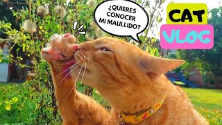 Atrapó una mariposa y el Maullido Real de Rayito!! CAT VLOG