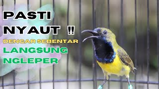 SUARA SOGON GACOR UNTUK PANCINGAN SOGON TROTOL BUNYI SEMAKIN RAJIN part 206