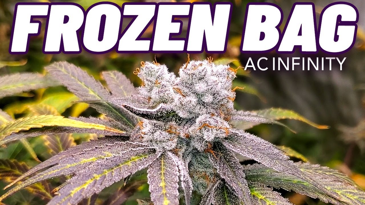 Robin Hood Seeds Frozen Bag Final (Trim, Cure, & Dry Weight) - Infinity Grow: S4 EP5 | IONFRAME EVO6