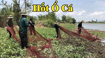 Nghề dỡ chà bao lục bình  trên sông bắt trúng mẻ cá kinh hoàng | fishing in Vietnam