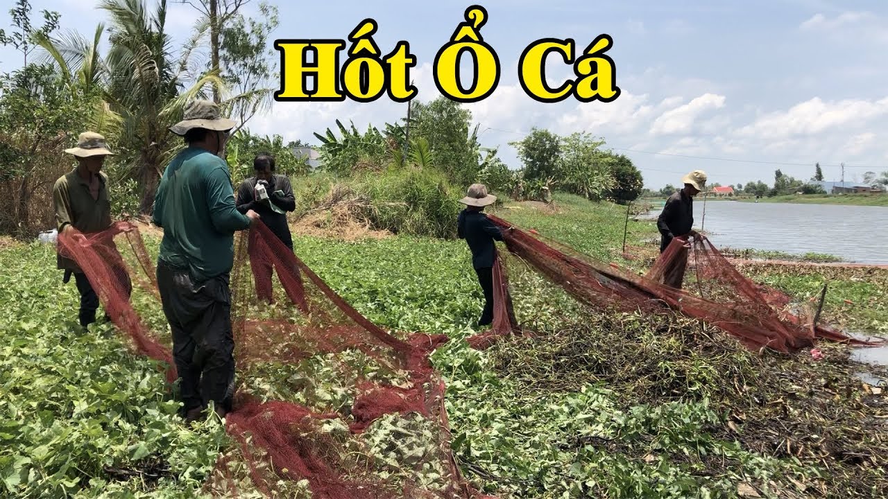 Nghề dỡ chà bao lục bình  trên sông bắt trúng mẻ cá kinh hoàng | fishing in Vietnam