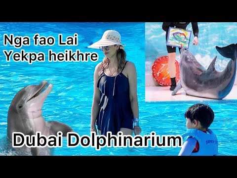 Dolphin live show in Dubai MIRON FAJANA NGANGNABA YAI Amazing & Funny Dolphin compilation full video