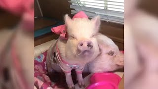 Pigs Enjoying Some Doughnuts