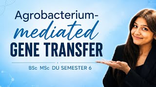 Agrobacterium-Mediated Gene Transfer | One Shot | BSc MSc DU Semester 6