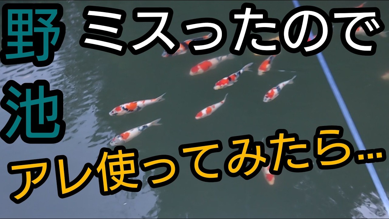【野池の錦鯉】ミスったので…アレ使ってみたら。#錦鯉 #アクアリウム # koi #野池 #ガサガサ