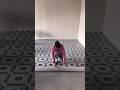 Self Adhesive PVC Flooring Sheet #shorts #gadgets #flooring #products
