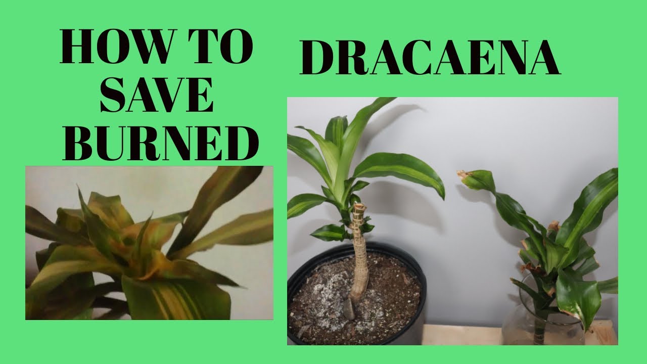 HOW TO SAVE BURNED DRACAENA LEAVES dracaena indoorplants houseplants plants YouTube
