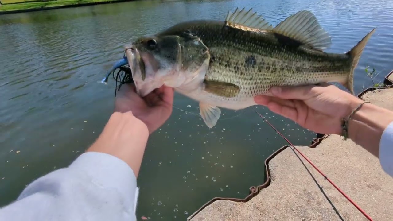 Spring Bass Fishing(BIG FISH!!!)