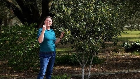 Get It Growing: Sensory gardens evoke all five senses
