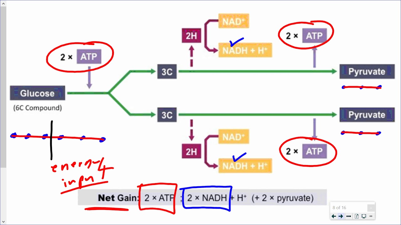 glycolysis and fermentation