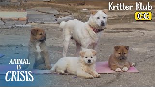 Abandoned Mother Dog Raises 3 Pups With Neighbor's Help l Animal in Crisis Ep 412