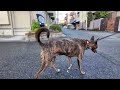 Heartwarming City Walk with My Hound-Like Chinese Rural Dog