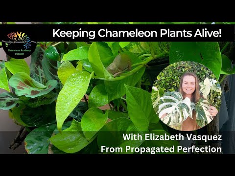 Wideo: Uprawa roślin kameleona - informacje na temat pielęgnacji kameleona okrywowego