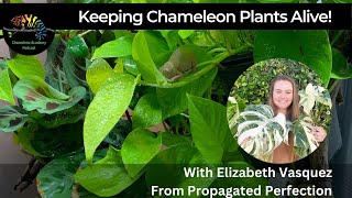 Chameleon Hour  Plants for the Chameleon Cage!