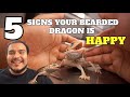 5 Signs Your Bearded Dragon Is Happy !! **Must Watch If You Own One**