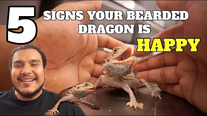 Do bearded dragons like to be watched? (2023)