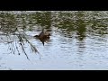 Baby moose swimming at Isle Royale National Park