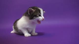 Cattery FANTARJAノルウェージャンフォレストキャットの子猫です。Cちゃんです。 by Yumiko Sotozaki 244 views 2 years ago 1 minute, 27 seconds