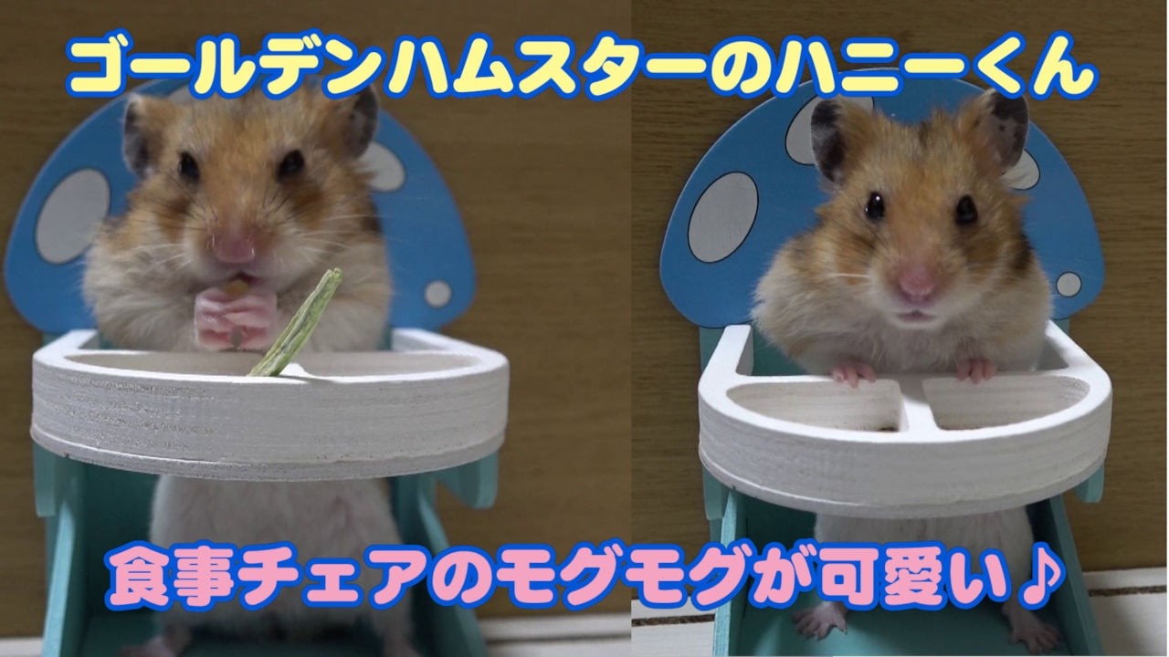 Golden Hamster Honey】412 Munching with His Front Paws♪ That