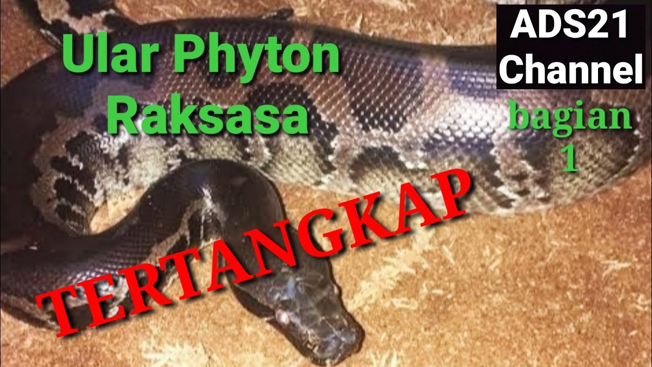 Penangkapan Ular Piton Raksasa bagian 1 - YouTube