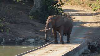 Elephant blocking causeway at Shingwedzi camp