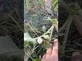 Muli ko Nikala To Kya Hua #viralvideo #shortviral #shortvideo