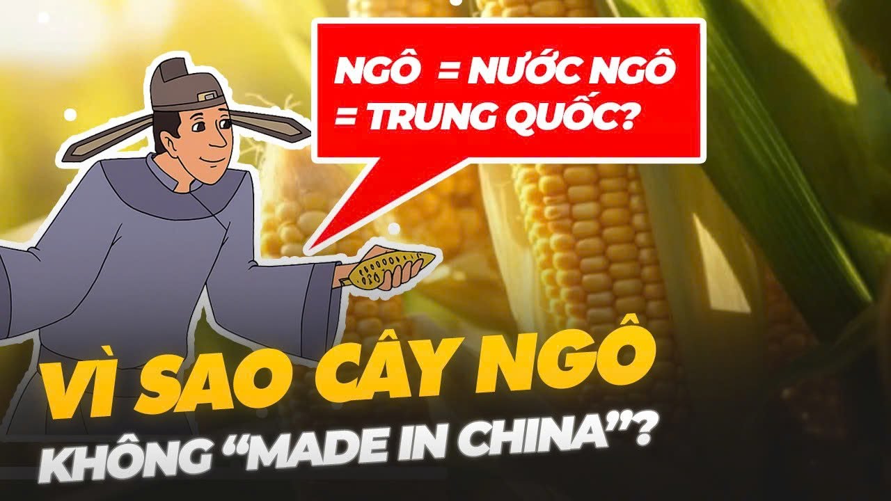 VÌ SAO CÂY NGÔ HÓA RA KHÔNG PHẢI CỦA TRUNG QUỐC?