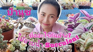 #Succulents #ไม้อวบน้ำ #แนะนำชื่อแต่ละต้น||ป้านุชEp.34