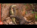 Look What Happened When a Jaguar Faced a Crocodile