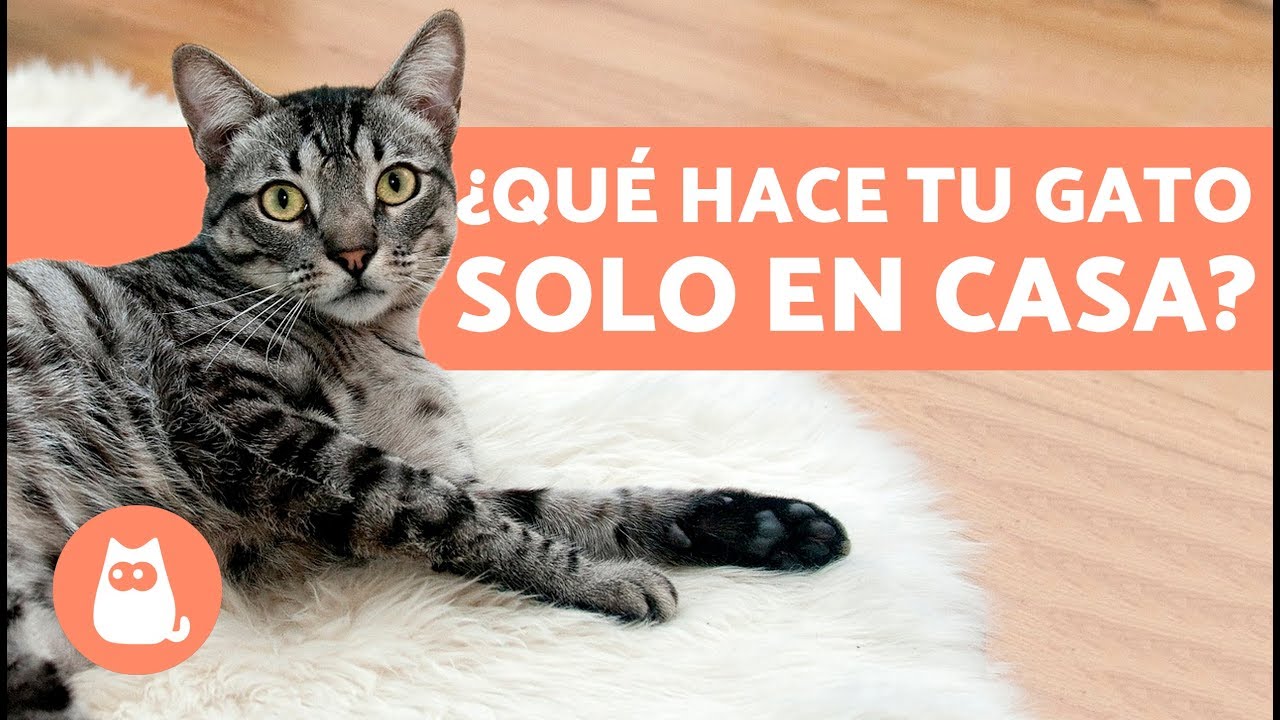 ¿Qué hace tu gato cuando no estás en casa? - YouTube