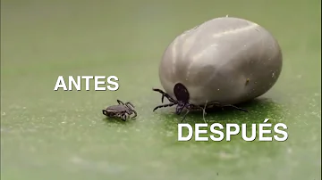 ¿Por qué las garrapatas no se aplastan?