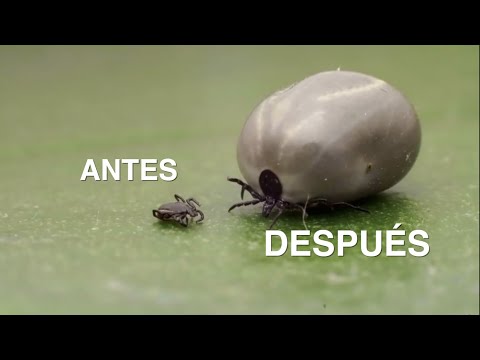 Video: ¿Qué comen las polillas y por qué comen ropa? Qué come, cómo se reproduce y cuánto tiempo vive un topo