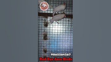 Red Eye White Java Birds Sale. Location Kolkata @Sardarbirdsaviary