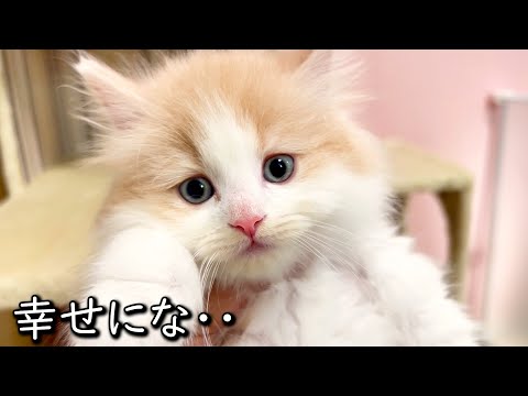 【マンチカンの子猫】子猫達の幸せを願わずにはいられない件 ∼猫のいる生活Vol.823~ 出産動画 マンチカン短足・ミヌエット・ペルシャ猫専門ブリーダー『ペット蔵人』【子猫の成長記録】