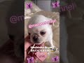#criadora #pug #veterinária #dogs #filhotes