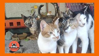 Ollie Our Rescued One Eyed Kitten Makes New Friends by Jutta Shelter 1,226 views 4 weeks ago 3 minutes, 50 seconds